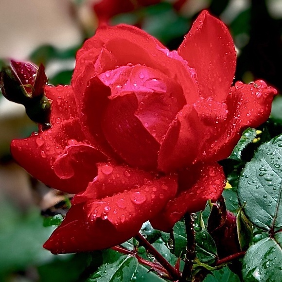 Meet your Posher, DR - Picture 1 of 16